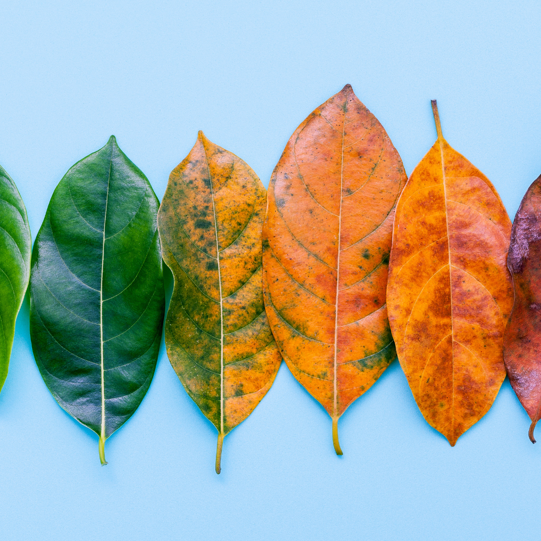 Changing colour of eaves in autumn.